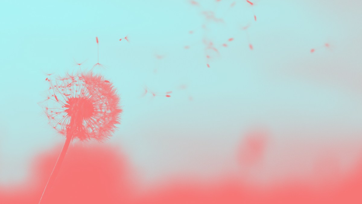DANDELION