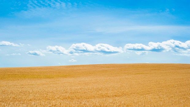 WHEAT