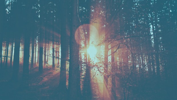 FOREST