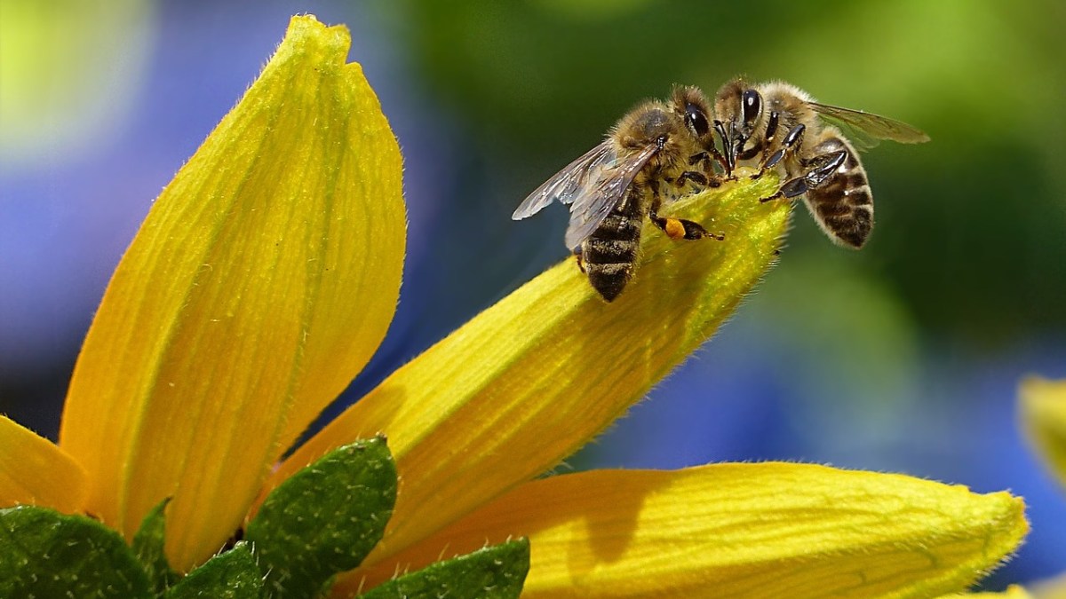 Bees