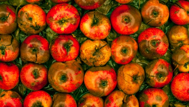 ROTTEN APPLES