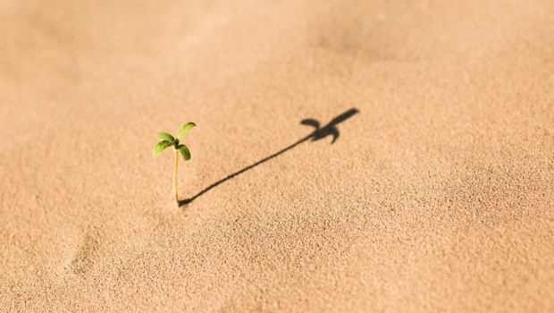 PLANT