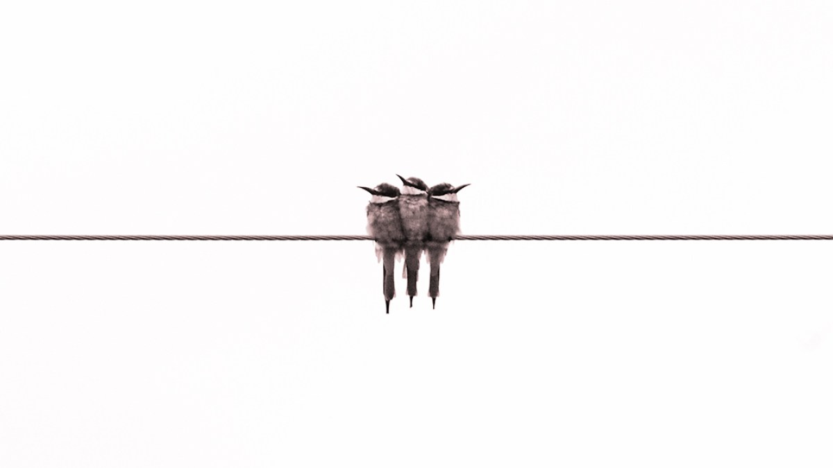 SPARROWS