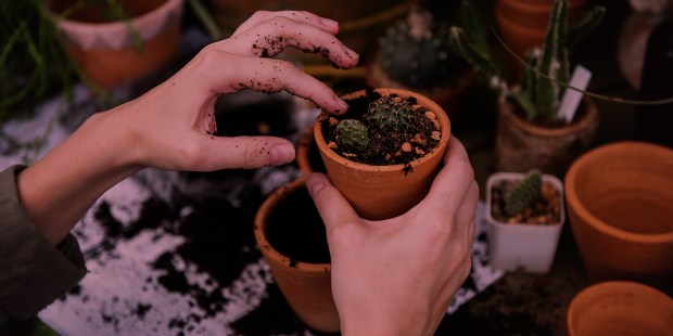 PLANT