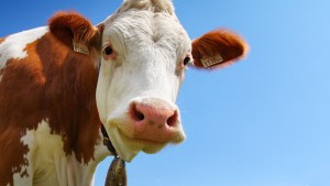 COW