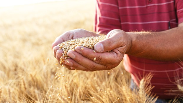 SENIOR FARMER GRAIN