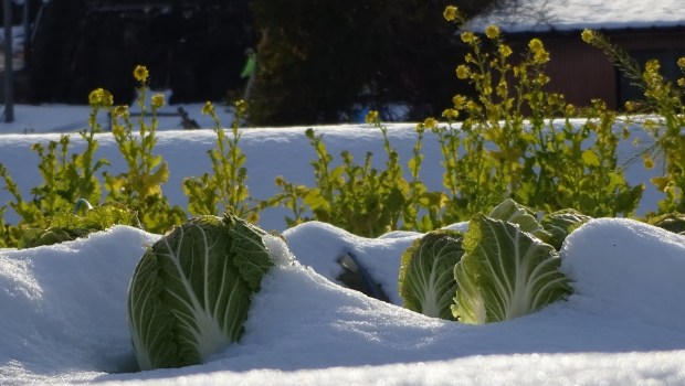 WINTER GARDEN