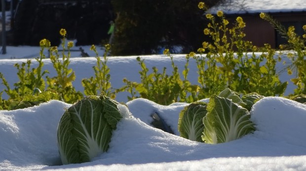 WINTER GARDEN