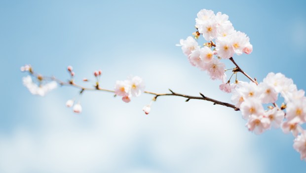 SPRING