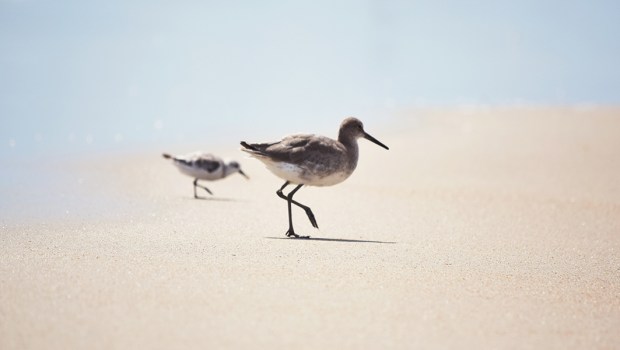 BIRDS