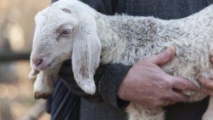 LAMB WITH SHEPHERD