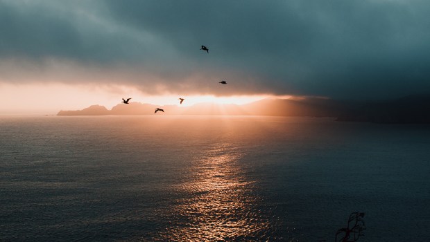 BIRDS