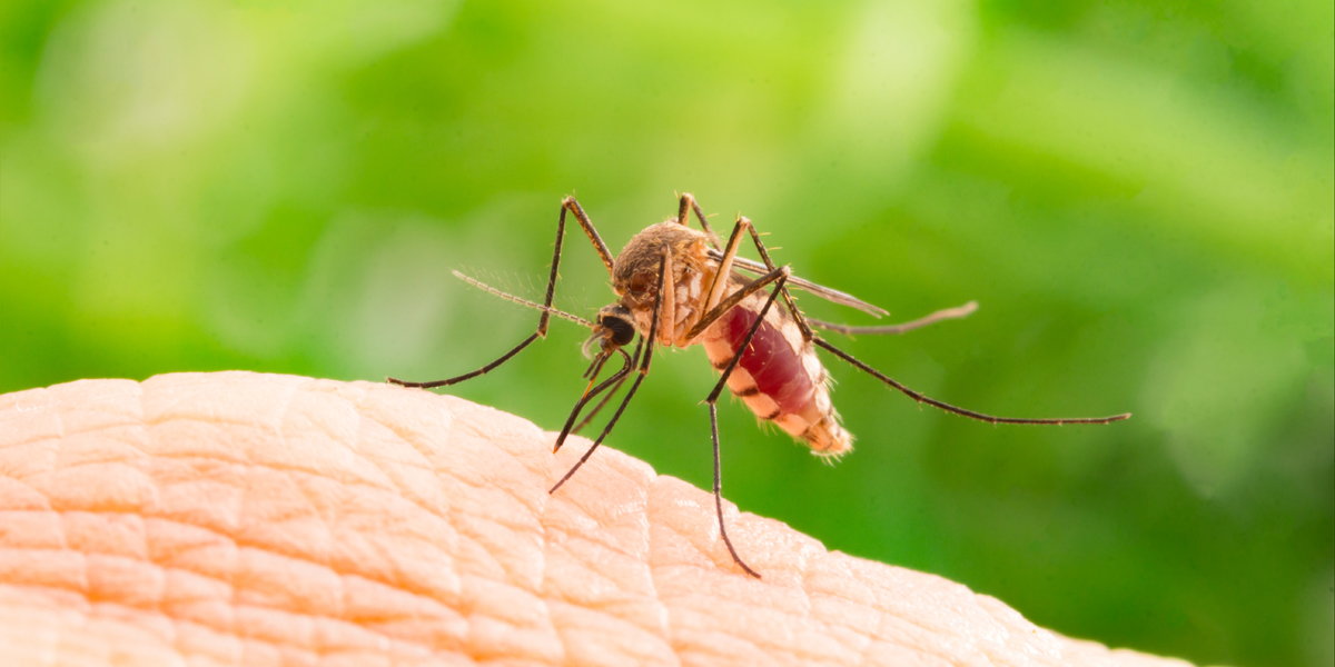MOSQUITO,ZIKA