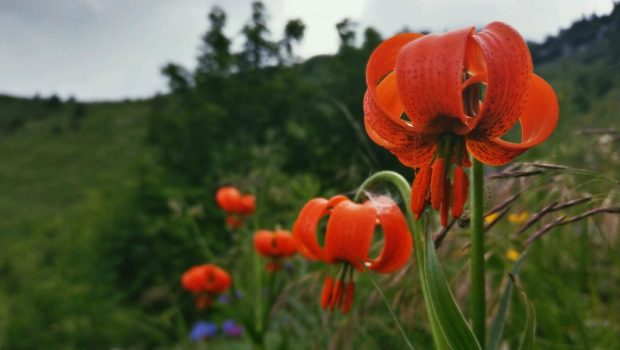 FLOWER