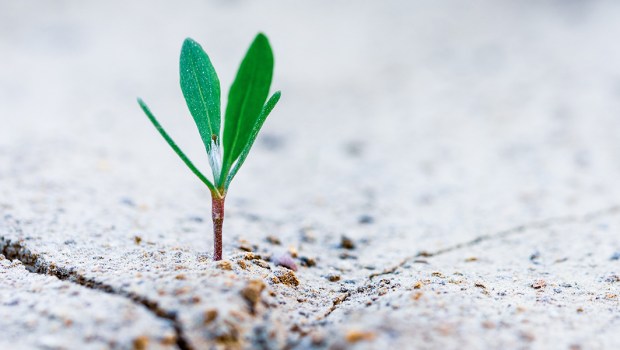 PLANT