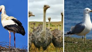 WEB3-STORK-OSTRICH-LARIDAE-BIRD-BIBLE-ANIMAL-PIXABAY
