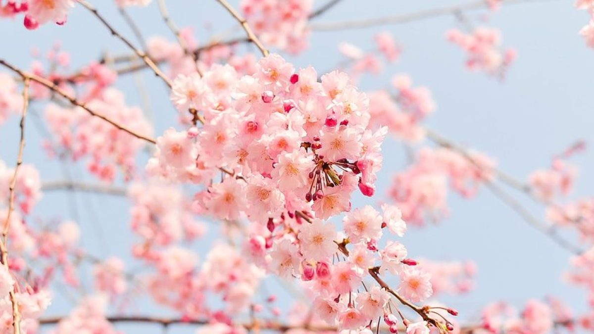 cherry-tree-1225186_960_720
