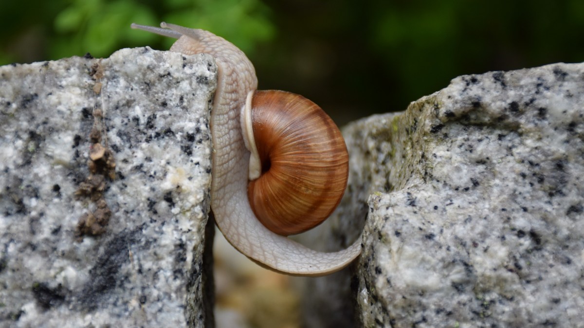 WEB 2-SNAIL-COURAGE-CLIMBING-PIXABAY