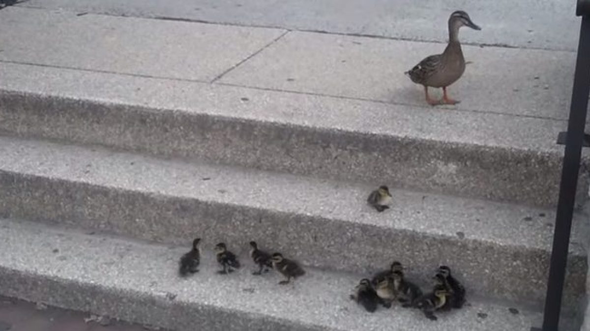 ducks