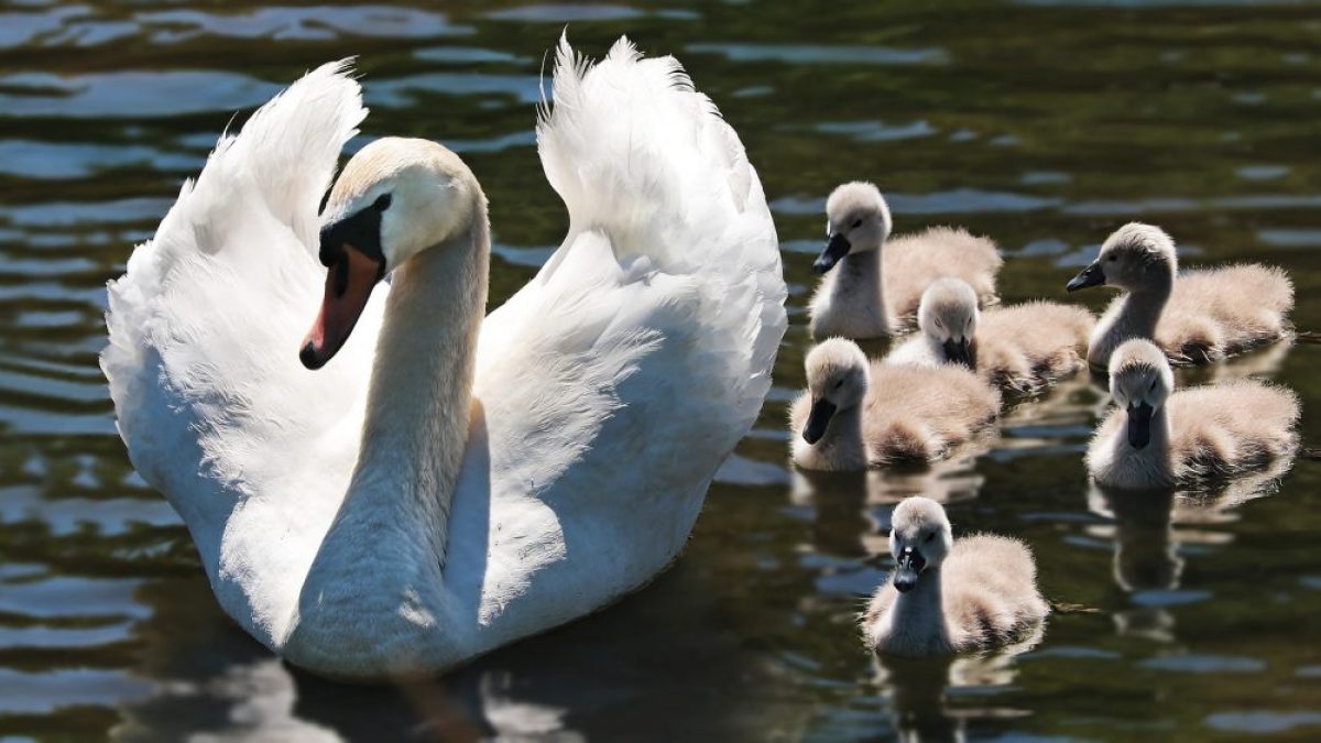 SWAN FAMILY