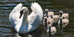 SWAN FAMILY