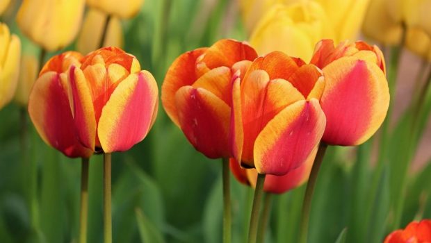 WEB 3 TULIPS