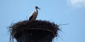 Zakaj obiskati Prekmurje? Razlogov je nešteto!