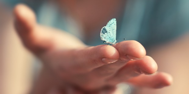 BUTTERFLY