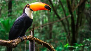 TUCANO, BIRD, JUNGLE