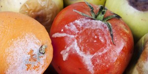 Plesniva hrana: je še primerna za uživanje ali naj jo v celoti zavržemo?