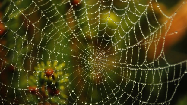 SPIDER WEB