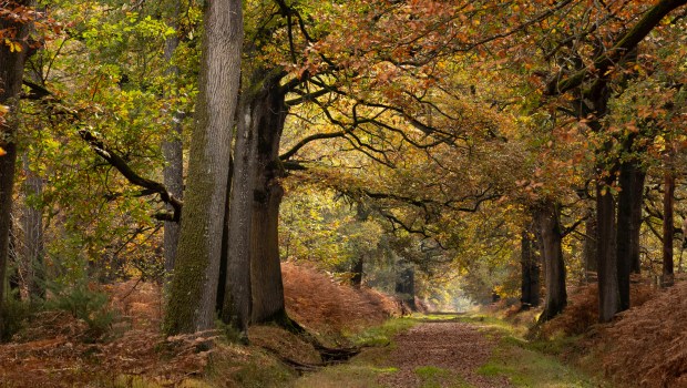 WEB2-CHENE-TREE-shutterstock_1849878709.jpg