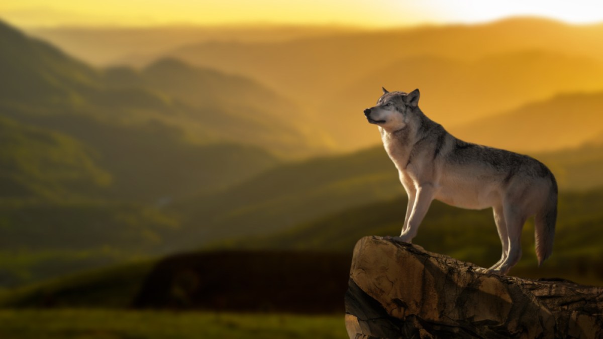 shutterstock_1080828530.jpg