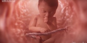 Oglejte si čudovit video, ki razkriva čudež življenja v maternici