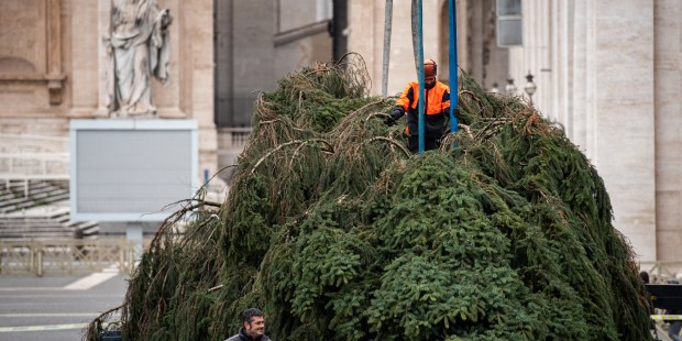 Postavljanje božičnega drevesa v Vatikanu