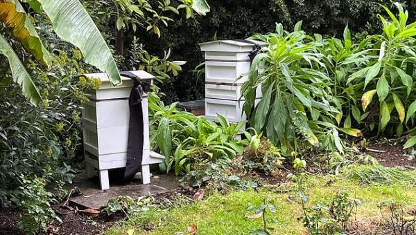 bee hives