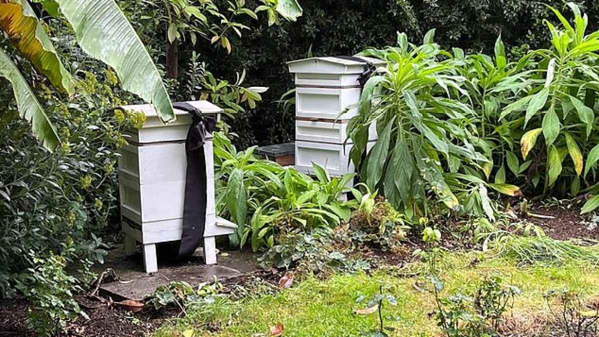 bee hives