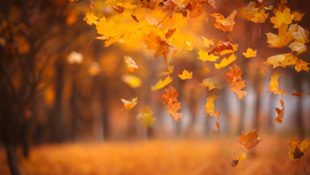 Falling leaves