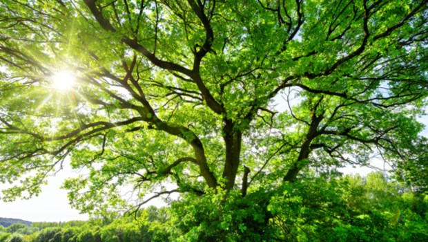 Sun shining through tree