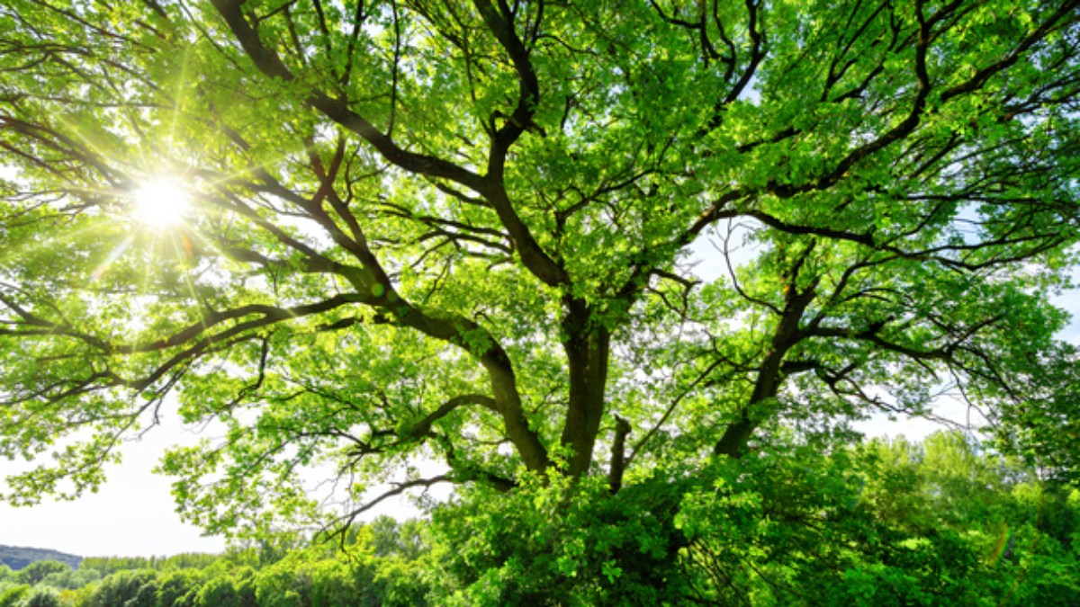 Sun shining through tree
