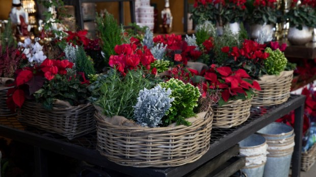 Christmas spirit decorations