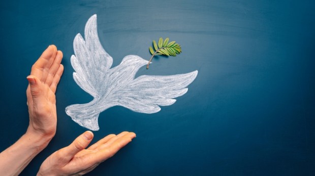 Dove of peace concept