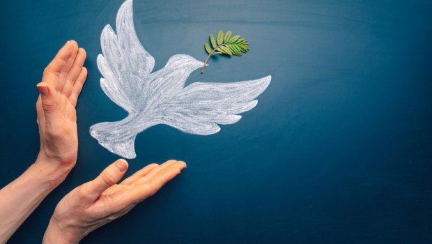 Dove of peace concept