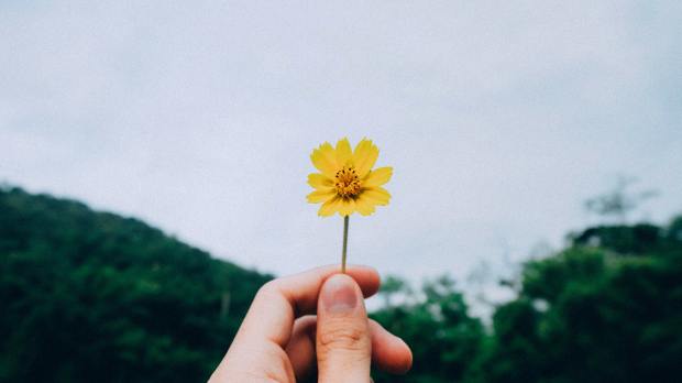 hand holding single yellow flower