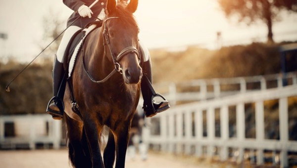 Dressage of the horse in the arena