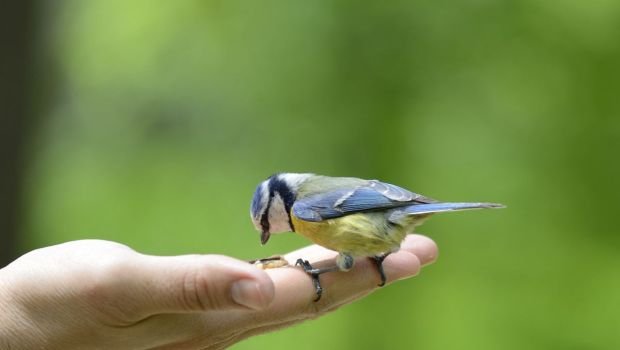 bird on hand