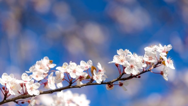 beautiful branches of white Cherry blossoms on the tree under blue sky