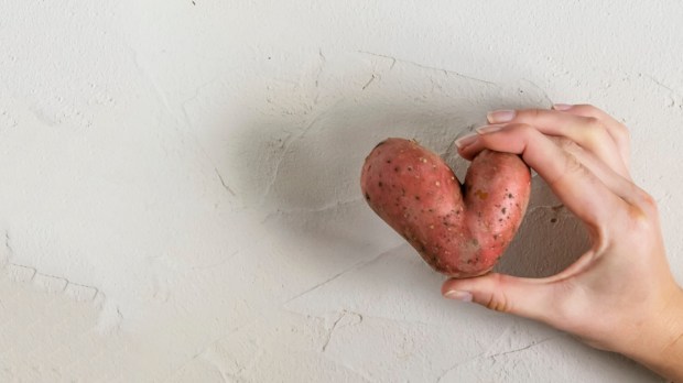 Ugly potato in the heart shape in hands on a gray concrete background