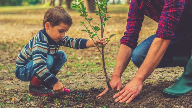 Little boy helping his father to plant the tree