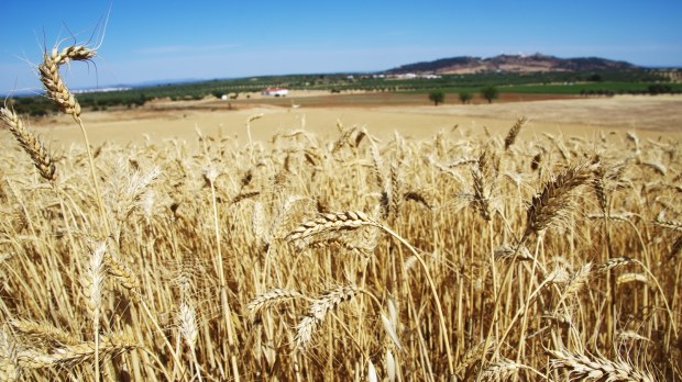 Pole pszenicy w południowej części Portugalii